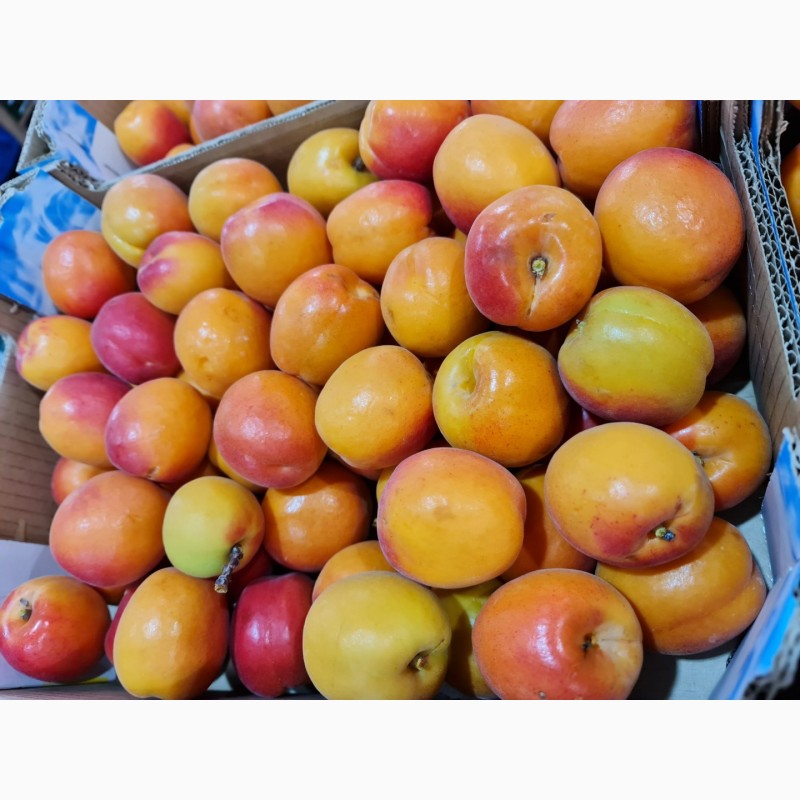 Фото 3. Продаем абрикосы из Испании