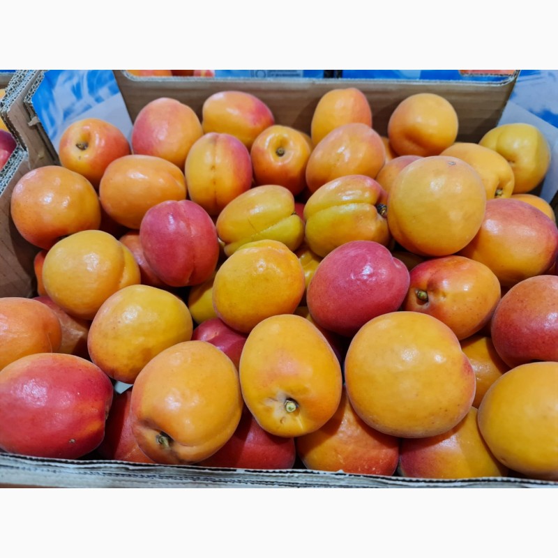 Фото 4. Продаем абрикосы из Испании