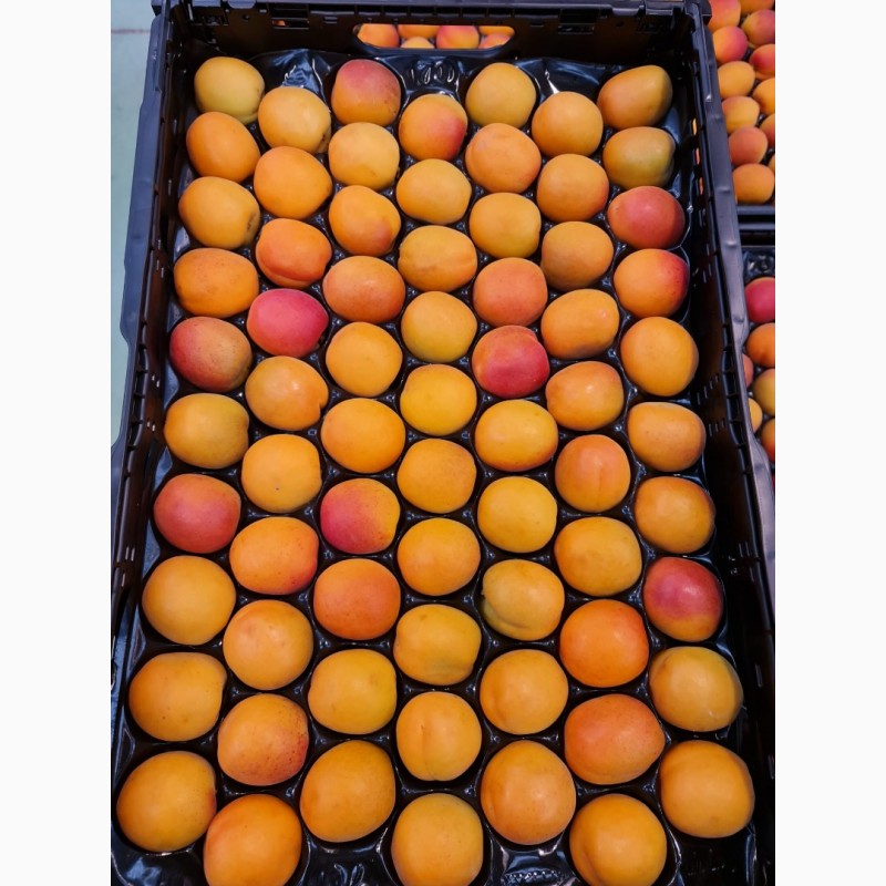 Фото 6. Продаем абрикосы из Испании