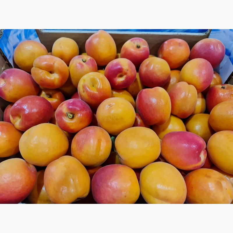 Фото 7. Продаем абрикосы из Испании