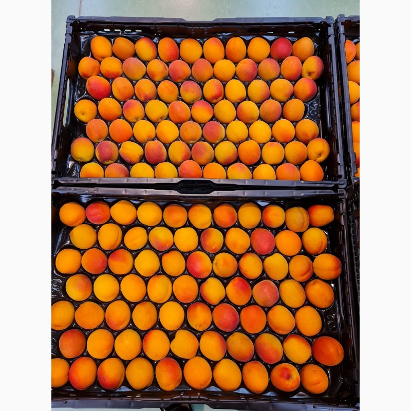 Фото 8. Продаем абрикосы из Испании