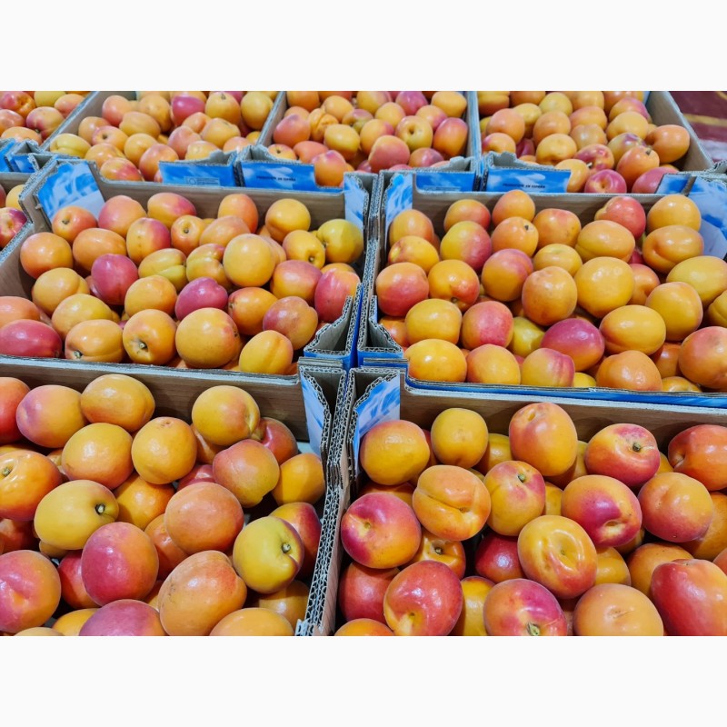 Фото 9. Продаем абрикосы из Испании