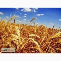 Продам пшеницы семена Самурай. Цена договорная. Количество 1000 тонн