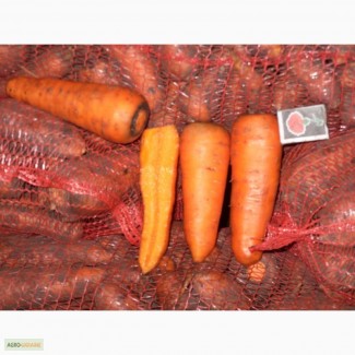 Продам молоду моркву