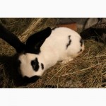 Продам кролів породи Німецікий строкач