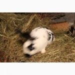 Продам кролів породи Німецікий строкач