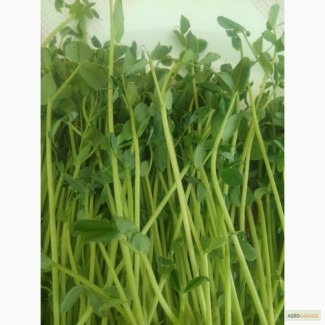 Микрозелень, микрогрин, microgreen гороха