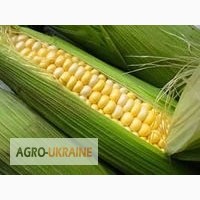 Закупаем кукурузу, пшеницу, овес, ячмень по Луганской и Донецкой обл