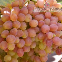 Саженцы винограда сорт Кишмыш Велес