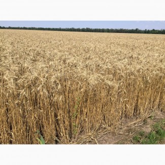 Продам посевную пшеницу
