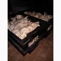 Продам грибы Вешенка опт мелкий опт