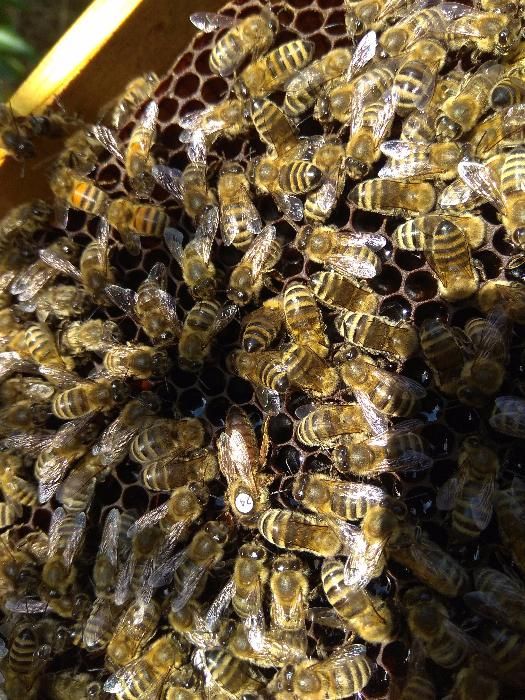 Фото пчеломатки карника пешец