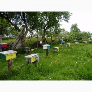 Продам бджоломатки Карпатської породи