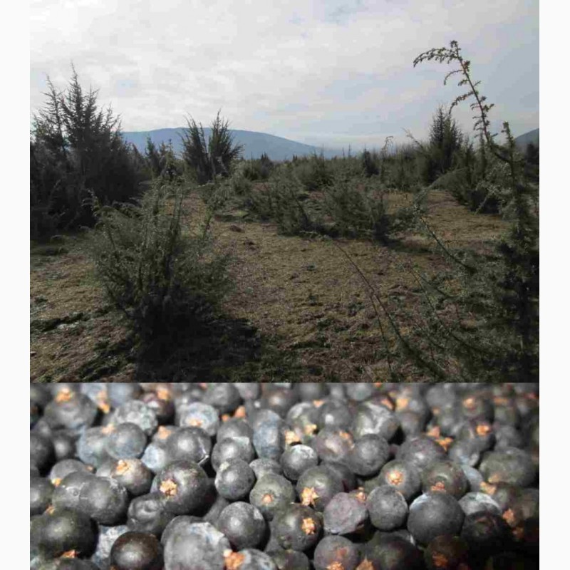 Фото 5. Можжевельник обыкновенный Juniperus Верес ягоды шишкоягоды