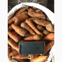 Морковь Абако 2 сорт(нал/безнал) доставка