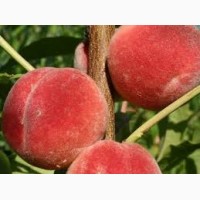 Продам саджанці персика Колінз