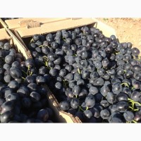 Продам технический виноград с поля опт