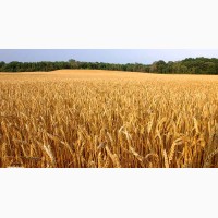 Семена импортной озимой пшеницы