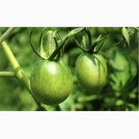 Продам помідори зелені
