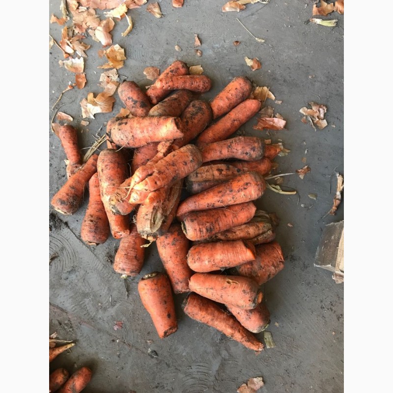 Фото 2. Продам морковь 2 сорт
