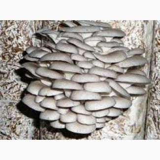 Продам грибы вешенка собственное производство