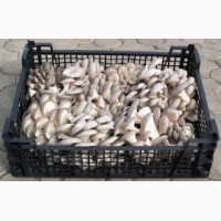 Продам грибы вешенка собственное производство