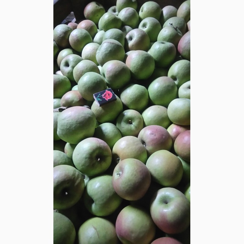 Фото 3. Продам яблоко оптом с сада разных сортов.Урожай 2018 года