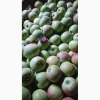 Продам яблоко оптом с сада разных сортов.Урожай 2018 года