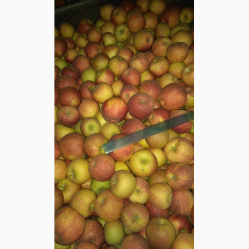 Фото 4. Продам яблоко оптом с сада разных сортов.Урожай 2018 года