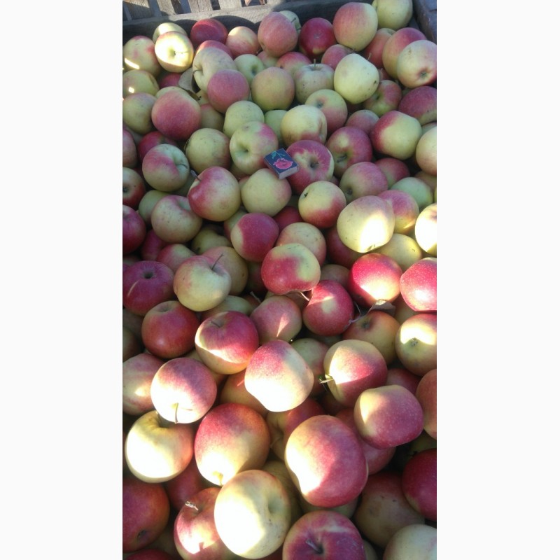 Фото 5. Продам яблоко оптом с сада разных сортов.Урожай 2018 года