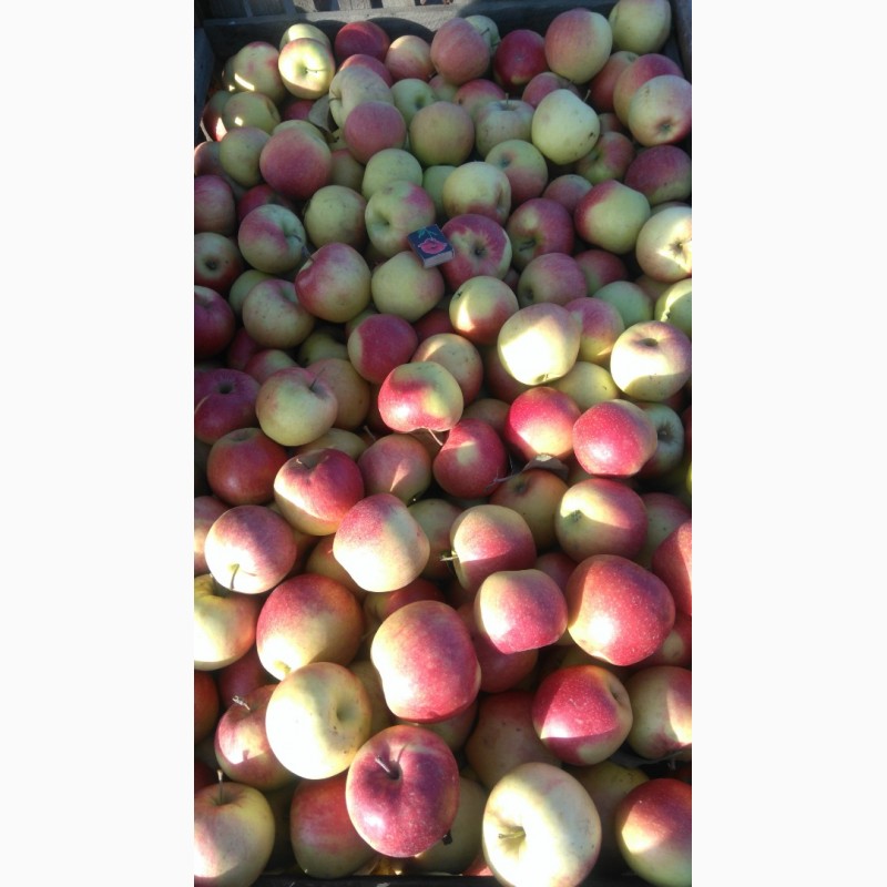Фото 6. Продам яблоко оптом с сада разных сортов.Урожай 2018 года
