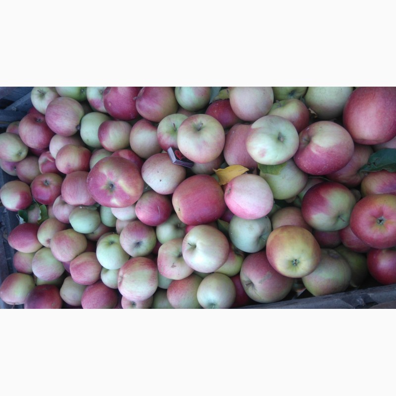 Фото 7. Продам яблоко оптом с сада разных сортов.Урожай 2018 года