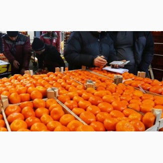 Продам мандарины грузинские турецкие