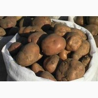 Продам картофель урожая 2018года