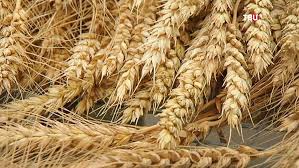 Фото 5. Предприятие закупает пшеницу