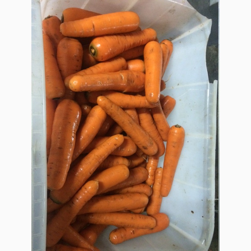Фото 6. Продам картофель, морковь