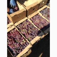 Продам столовый виноград с поля