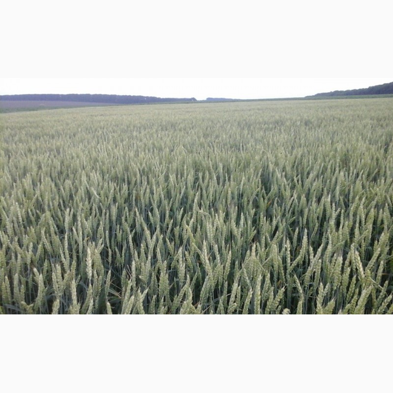 Фото 9. Продам насіння безостої озимої пшениці сорту БОГДАНА