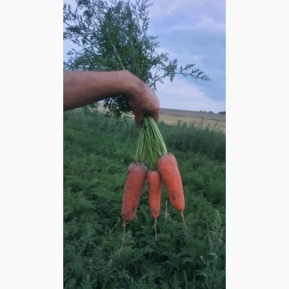 Продам моркву (Лагуна, Купар, Каскад)