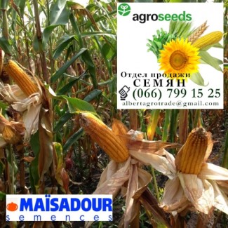 Гибрид кукурузы PLEVEN. Agroseeds/Агротрейд