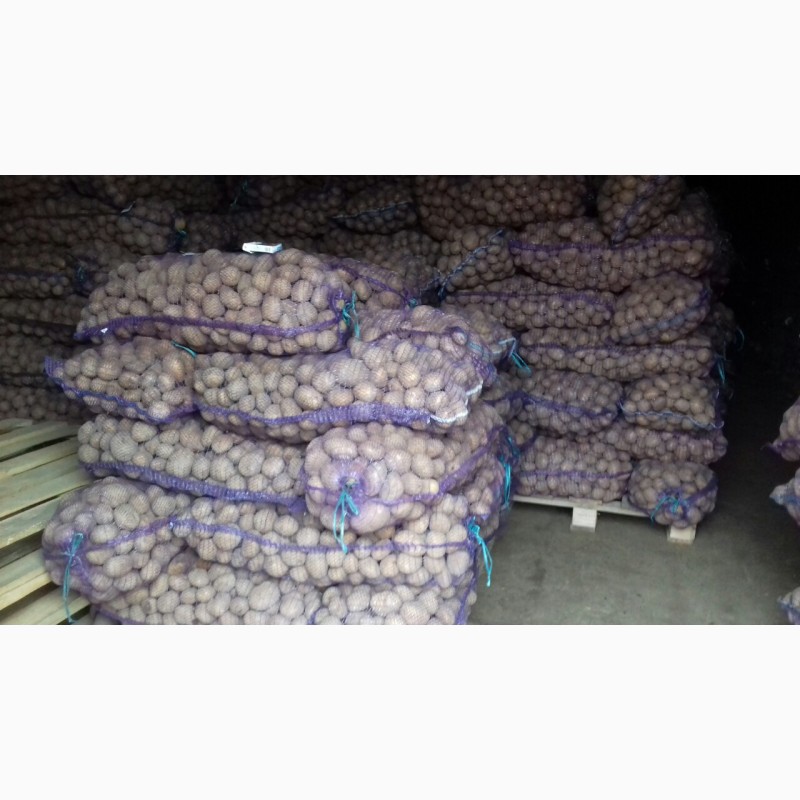 Фото 3. Продам картоплю, сорти Бріз, Гала, Скарб. Можливий продаж партіями по 2-3 тони