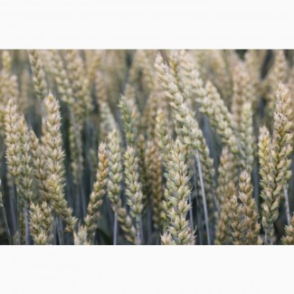 Посівний матеріал озимої пшениці БОГЕМІЯ(1репродукція)