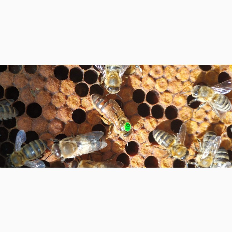 Фото 4. Плодная пчеломатка Карника (Австрийская селекция ACA) F1