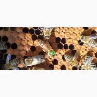 Плодная пчеломатка Карника (Австрийская селекция ACA) F1