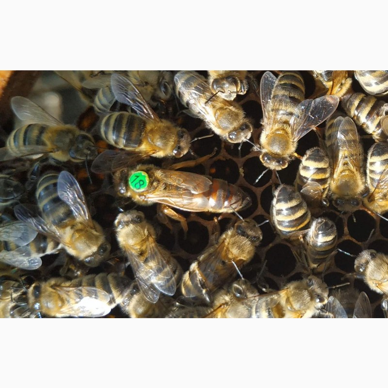 Фото 7. Плодная пчеломатка Карника (Австрийская селекция ACA) F1