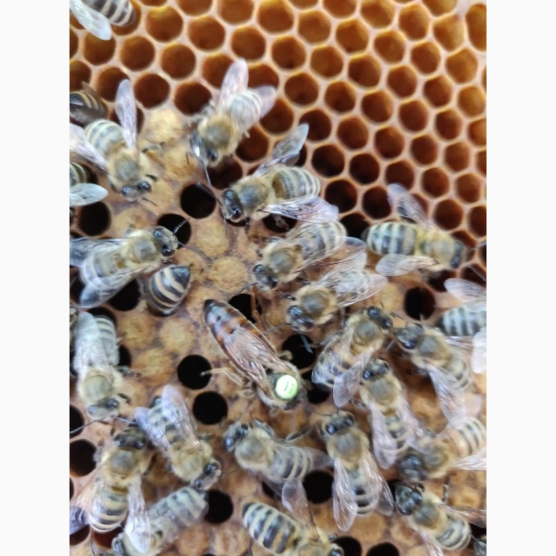 Фото 8. Плодная пчеломатка Карника (Австрийская селекция ACA) F1