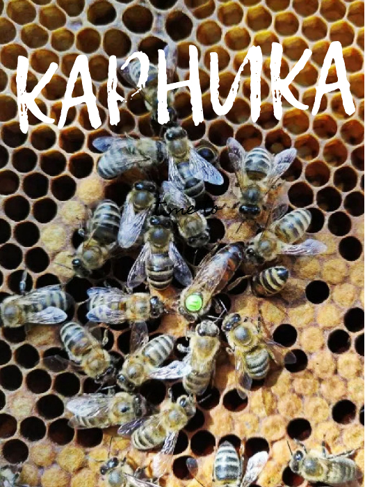 Фото 9. Плодная пчеломатка Карника (Австрийская селекция ACA) F1