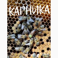 Плодная пчеломатка Карника (Австрийская селекция ACA) F1