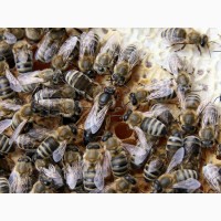Продам бджоли, бджолопакети, бджолосім#039;ї