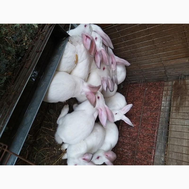 Фото 2. Кролики НА ПЛЕМЯ Белый Паннон, Хиплус (Hyplus), Калифорнийской породы